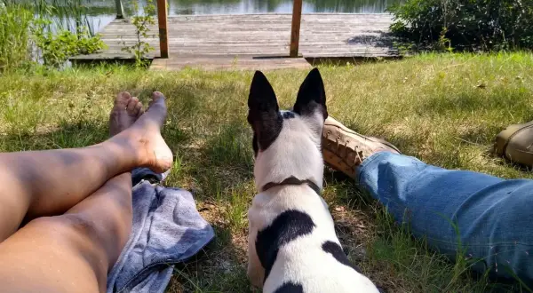 Un chien noir et blanc profite du camping avec ses humains près d'un lac. Idéal pour le camping chiens acceptés.