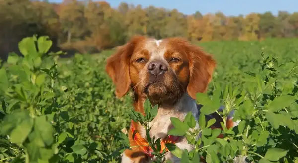Un épagneul breton, parfait pour le dressage chien de chasse, observe attentivement dans un champ verdoyant.