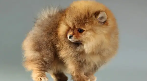 Un adorable spitz nain, tout en fourrure dorée, semble se retourner timidement. Un collier spitz nain lui irait à merveille.