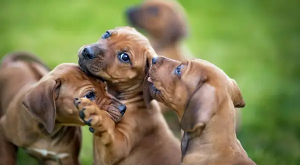 Trois chiots bruns jouent sur l'herbe. L'un d'eux mordille la patte d'un autre, tandis qu'un troisième lèche le museau du premier. Parfaits pour un chien d'appartement qui n'aboie pas.