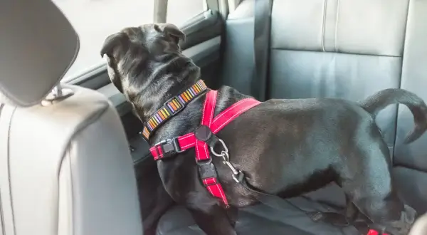 Chien noir dans une voiture, portant un harnais rouge et un collier coloré. Le harnais chien voiture obligatoire assure sa sécurité.