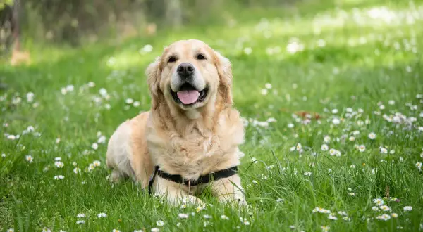 Un golden retriever heureux, allongé dans l'herbe parsemée de marguerites. Son âge, en âge humain, est celui d'un jeune adulte plein de vie.
