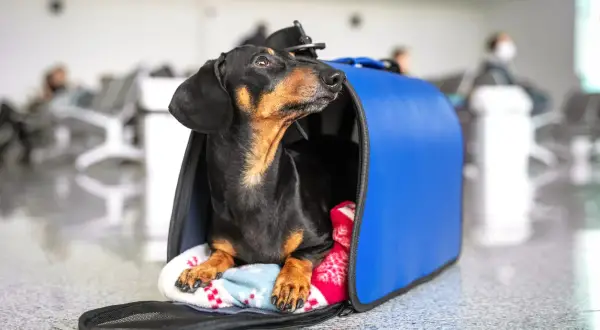 Un teckel noir et brun attend patiemment dans sa cage de transport bleue, prêt pour un voyage avec son chien en Europe.