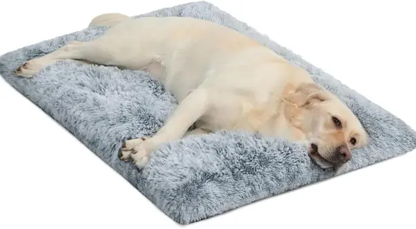 Un chien se repose paisiblement sur un tapis doux et moelleux, parfait pour son espace dans la cage.