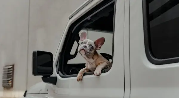 Un adorable bouledogue français regarde par la fenêtre d'une voiture, prêt pour une aventure sur l'autoroute.