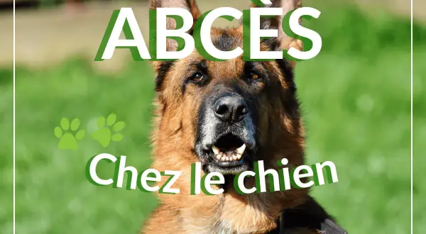 Portrait d'un berger allemand avec le texte "ABCÈS Chez le chien".