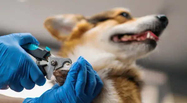 Gros plan sur une main gantée bleue effectuant une coupe griffe chien. Le corgi regarde ailleurs, détendu.