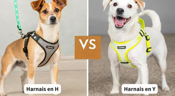 Chien brun et blanc avec harnais en H, comparé à un chien blanc souriant avec un harnais en Y.