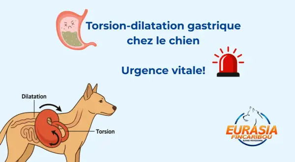 Torsion-dilatation gastrique chez le chien : urgence vitale ! Le temps est compté. Illustration d'un estomac et d'un chien montrant la torsion.