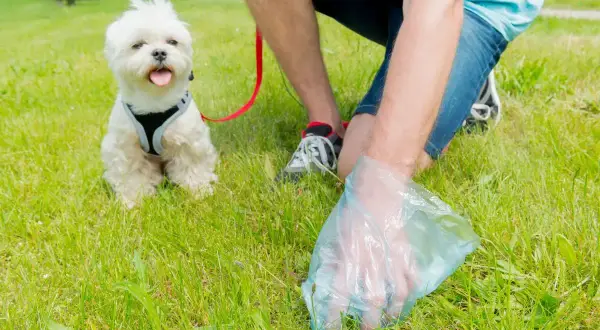 Un homme utilise une pelle à caca pour ramasser les déjections de son petit chien blanc sur l'herbe.