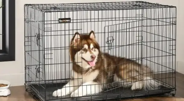 Un grand chien de race Husky est couché dans une cage. Il a l'air content et détendu.