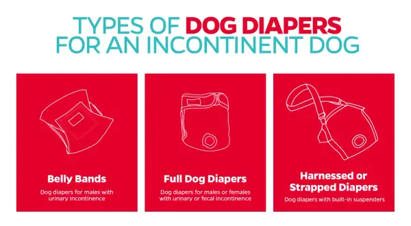 Illustrations de trois types de culottes pour chiens : bande ventrale, culotte complète et culotte à bretelles.
