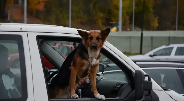 Un chien à poil court, marron et noir, est assis dans la portière ouverte d'une voiture blanche. Il porte un collier vert et une chaîne argentée. Le **filet voiture chien** est visible derrière lui.