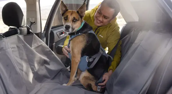 Un homme ajuste le harnais voiture chien de son compagnon, prêt pour une aventure.