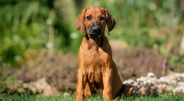Jeune Rhodesian Ridgeback, au poil fauve, assis dans l'herbe. Son regard attentif suggère un caractère curieux et loyal, typique de sa race.