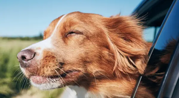 Un chien roux aux yeux fermés savoure le vent sur son museau, profitant de ses vacances pour célibataire avec chien.
