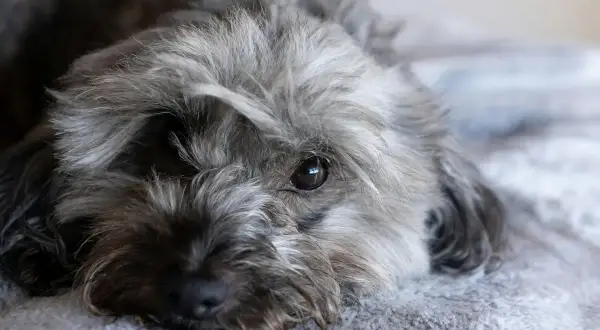 Un adorable chien hypoallergénique au poil gris et ébouriffé repose sur une couverture douce, son œil brun brillant fixant l'objectif.