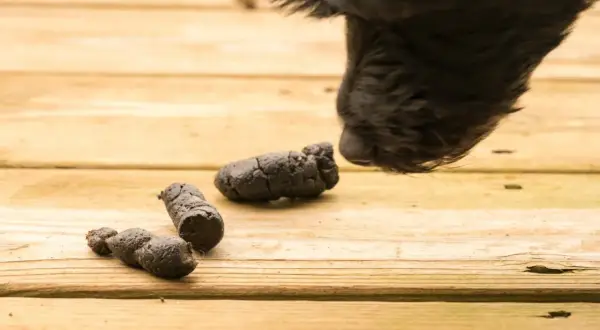 Un chien noir renifle des excréments sur une terrasse en bois. Le caca blanc du chien est une préoccupation pour les propriétaires.
