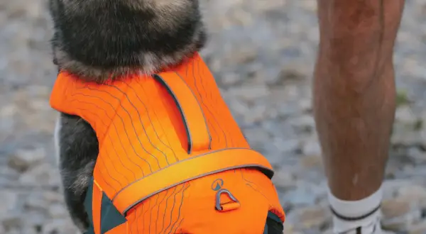 Un chien porte un gilet sauvetage orange vif, prêt pour l'aventure aquatique.