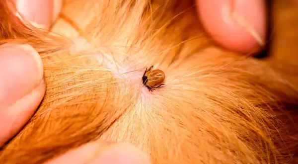 Gros plan d'une tique sur la peau d'un chien. La tique est attachée et se nourrit. Les symptômes d'une tique chez le chien peuvent inclure une irritation, une rougeur et une léthargie.