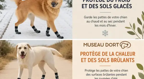 Chien en chaussette pour chien sur la neige et un autre sur un chemin chaud. Protège du froid et de la chaleur.