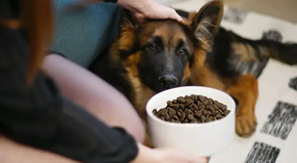 Berger allemand chiot devant sa gamelle. La question "croquette chiot jusqu'à quel âge" est au cœur de cette scène.