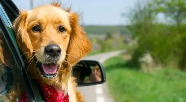 Un golden retriever heureux, avec un bandana rouge, profite du vent dans ses poils. Il est prêt pour son premier voyage en voiture, à quel âge un chiot peut voyager en voiture ?