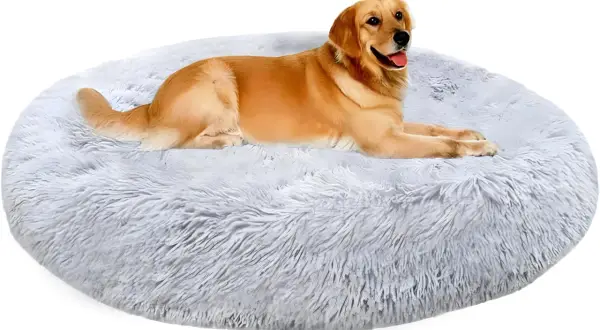 Un chien golden retriever se repose sur un panier chien rond moelleux et gris.