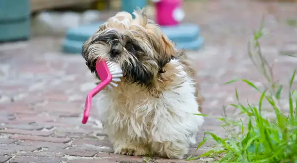 Un adorable Shih Tzu mâchouille une brosse rose, peut-être en attendant son toilettage.