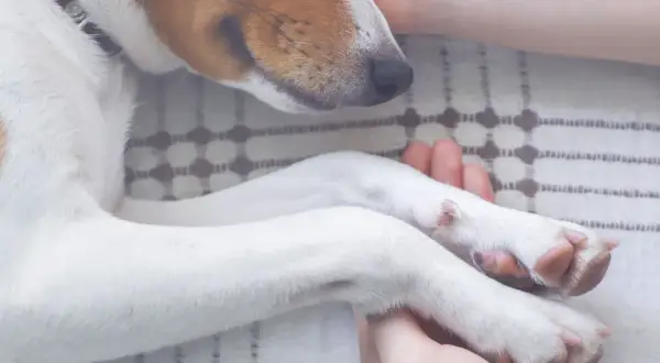 Douce étreinte des pattes d'un chien sénile, ultime réconfort avant l'euthanasie.