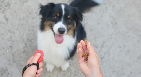 Un chien attend patiemment sa récompense. Une main tient un clicker chien rouge, l'autre des friandises.