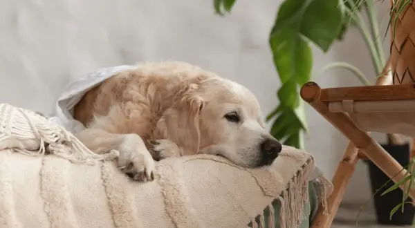 Un golden retriever se repose, emmitouflé dans une couverture. On entend le ventre de mon chien gargouiller, signe qu'il a bien mangé.