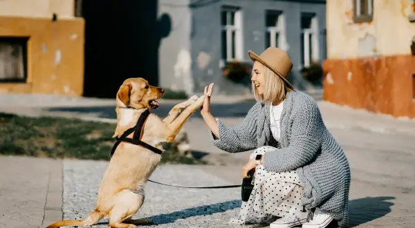 Une femme et son chien se donnent une "high five" en pleine rue. Une scène joyeuse qui illustre la garde de chien entre particulier.