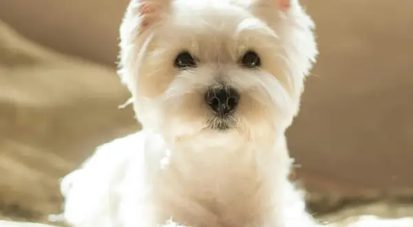 Un adorable westie chien, tout blanc et tout doux, pose paisiblement, baigné par la lumière du soleil.