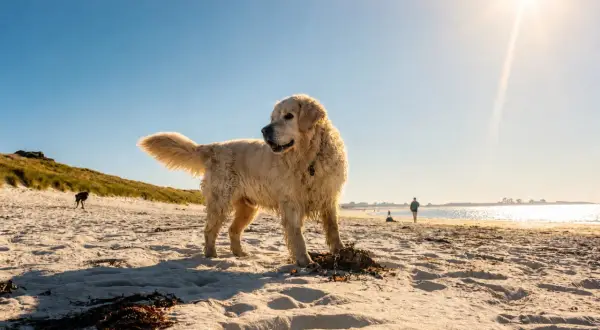 Un golden retriever profite d'une plage autorisée aux chiens dans le Finistère Sud, sous un soleil éclatant.