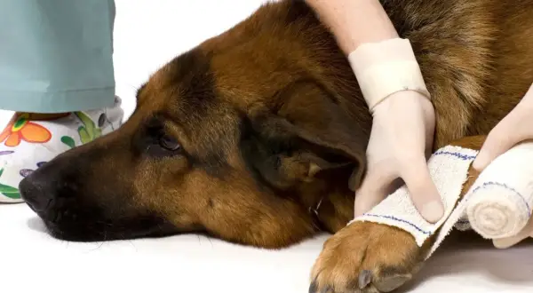 Un vétérinaire applique un bandage pour la protection d'une patte de chien blessé.