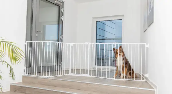 Un chien brun et blanc est assis derrière une barrière de porte pour chien blanche, installée sur des marches en bois.