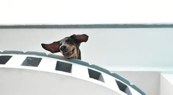 Un chien joyeux, oreilles au vent, semble prendre le ferry avec son chien. L'aventure commence !
