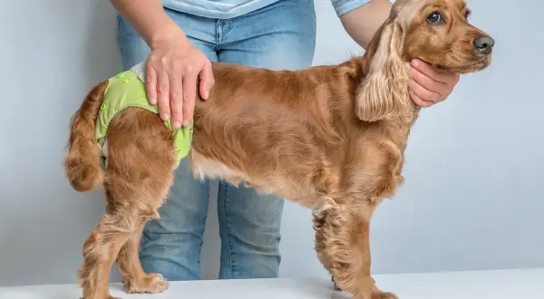 Un cocker spaniel porte une culotte pour chien, peut-être pour gérer ses règles.