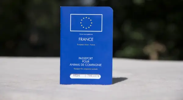 Passeport pour animal de compagnie français, avec le drapeau européen. Idéal pour voyager avec votre chien.