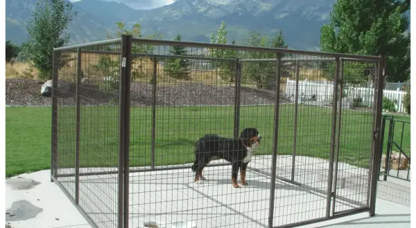 Grand chenil extérieur avec un chien. La question de savoir combien de m2 par chien est importante pour son bien-être.