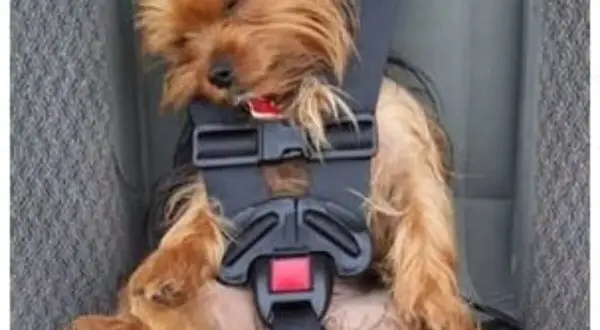 Un petit chien, un Yorkshire, dort paisiblement dans son siège auto, bien attaché. Ce cocculine chien est prêt pour le voyage.
