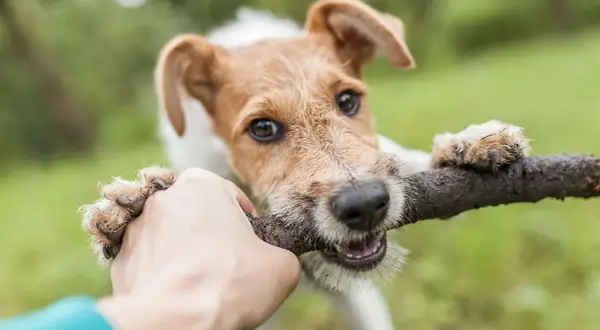 Un chien hyperactif, un terrier aux poils broussailleux, tire sur un bâton avec une main humaine. Ses yeux pétillent de joie.