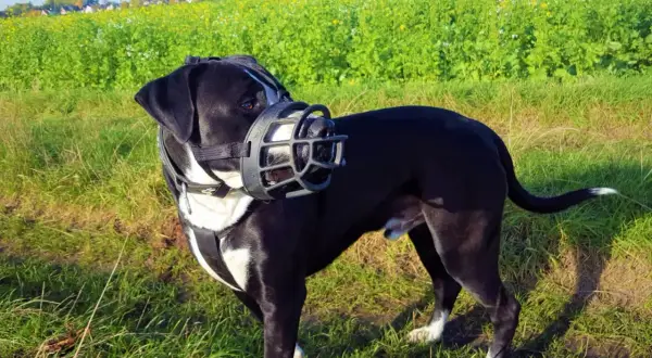 Grand chien noir et blanc porte une muselière pour chien, afin d'empêcher d'aboyer, dans un champ verdoyant.