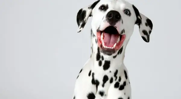 Un dalmatien au caractère joyeux, avec la gueule ouverte et un regard espiègle. Ses taches noires ressortent sur son pelage blanc.