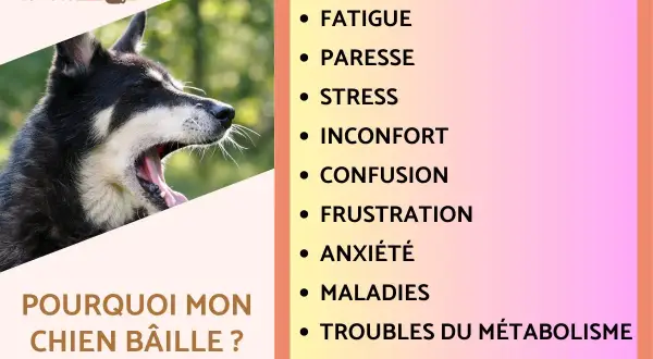 Gros plan sur un chien qui baille, le texte "Pourquoi mon chien bâille ?" est visible. La liste des raisons inclut fatigue, stress et inconfort.