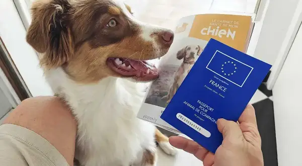Un chien prêt pour un voyage au bord du lac Léman, son passeport en main.
