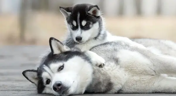 Un adorable chiot husky de 2 mois se repose sur sa mère, leurs fourrures grises et blanches se mêlant.