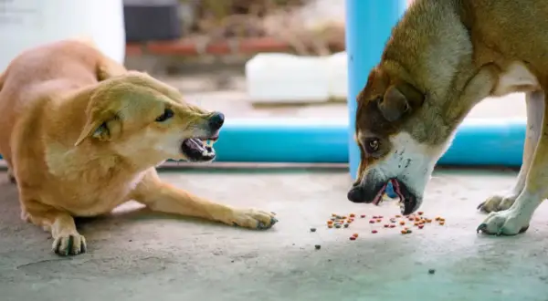 Deux chiens se battent par jalousie pour quelques croquettes. Leurs babines retroussées révèlent leurs crocs acérés.