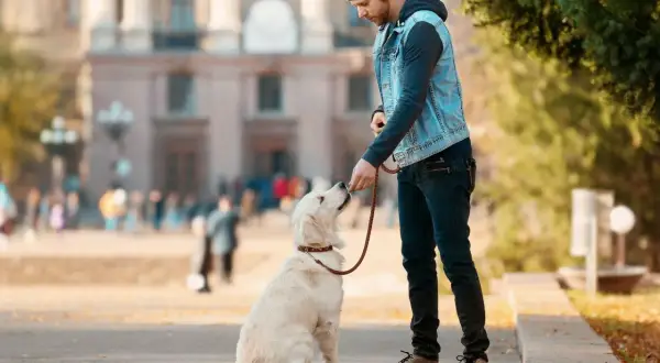 Un homme fait du dressage chien avec son golden retriever en extérieur. Le chien est assis, attentif, et reçoit une friandise.